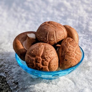 Shiitake Turtle Shell Donko Liquid Culture, Lentinula edodes mushroom culture