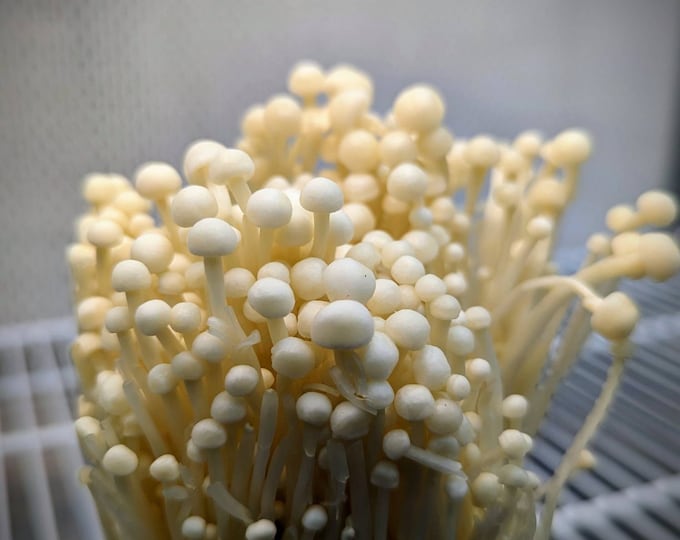 White Enoki Enokitake Mushroom Liquid Culture, Flammulina filiformis