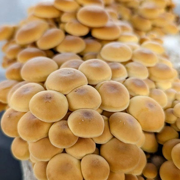 Golden Enoki Mushroom Liquid Culture Heat Tolerant and Cold Tolerant Species Flammulina velutipes