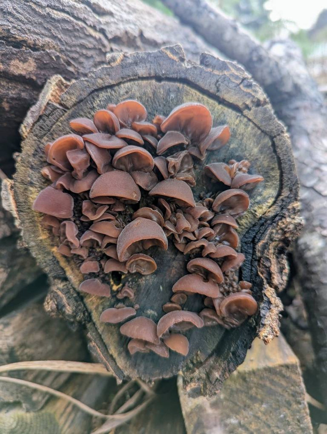 Wood Ear Liquid Mushroom Culture Auricularia Auriculajudae Etsy