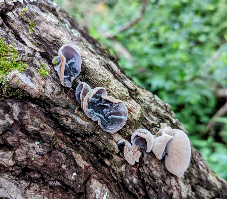CLOUD EAR MUSHROOM Liquid Culture Auricularia Polytricha Also Etsy