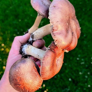 Red Winecap Liquid Culture (Stropharia rugosoannulata)