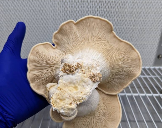 Abalone Mushroom liquid, culture Pleurotus nebrodensis