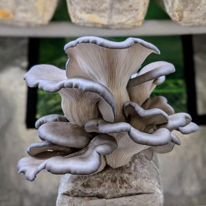 Blue Oyster Mushroom Grow Kit Ready to Fruit Gourmet Mushrooms!