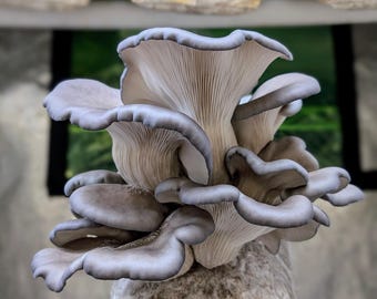 Blue Oyster Mushroom Grow Kit Ready to Fruit Gourmet Mushrooms!