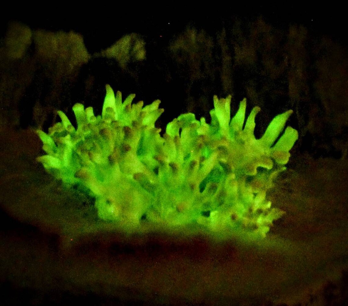 Bioluminescent Glow in the Dark Living Mushrooms Live Etsy