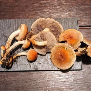 May include: A group of six mushrooms with brown and orange caps on a dark gray slate surface. The mushrooms have white stems and are arranged in a cluster.