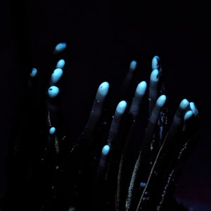 May include: A close-up of a cluster of coral-like plants with white tips glowing under a blacklight.