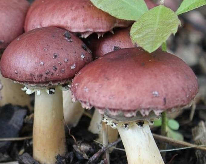 Grow your own mushrooms! Red Winecap Liquid Culture (Stropharia rugosoannulata)