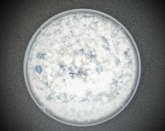 Brick Cap mushroom AGAR PLATE CULTURE Hypholoma sublateritium