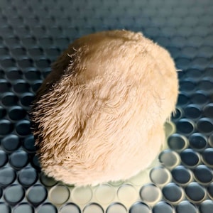 Little Lion, Lions Mane Mushroom Liquid Culture Hericium erinaceus