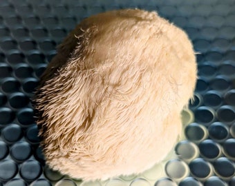 Little Lion, Lions Mane Mushroom Liquid Culture Hericium erinaceus