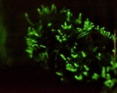 Glow In The Dark Mushroom Plug Spawn Grow Kit - makes an excellent mushroom gift, easy for everyone! Bioluminescent Panellus stipticus