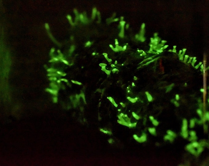 Glow In The Dark Mushroom Plug Spawn Grow Kit - makes an excellent mushroom gift, easy for everyone! Bioluminescent Panellus stipticus