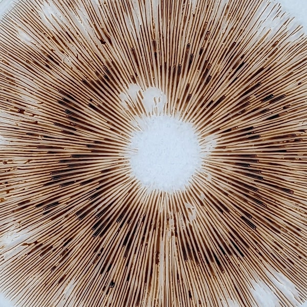 Silky Rosegill Mushroom SPORE PRINT Volvariella bombycina