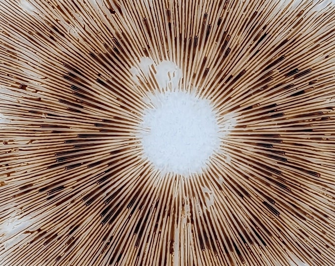 Silky Rosegill Mushroom SPORE PRINT Volvariella bombycina