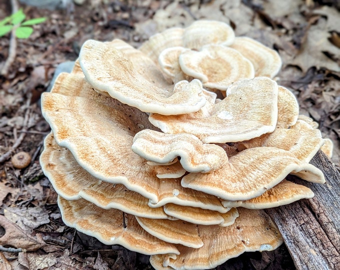 Berkeley's Polypore Mushroom Liquid Culture Bondarzewia berkeleyi