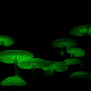 Green Pepe Bioluminescent Mushroom Liquid Culture, Mycena chlorophos