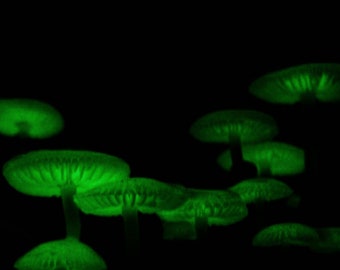 Green Pepe Bioluminescent Mushroom Liquid Culture, Mycena chlorophos