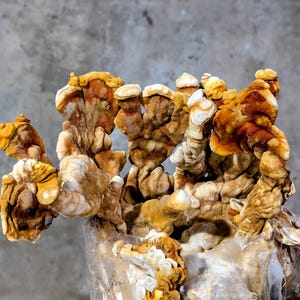 Tiger Tail Reishi Ganoderma Lingzhi Liquid Mushroom Culture