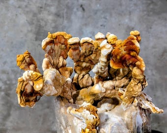 Tiger Tail Reishi Ganoderma Lingzhi Liquid Mushroom Culture