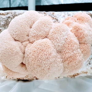 PINK LION™ Lion&#39;s Mane Musroom Liquid Culture, Hericium erinaceus