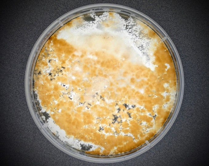 Amadou mushroom AGAR PLATE CULTURE Fomes fomentarius