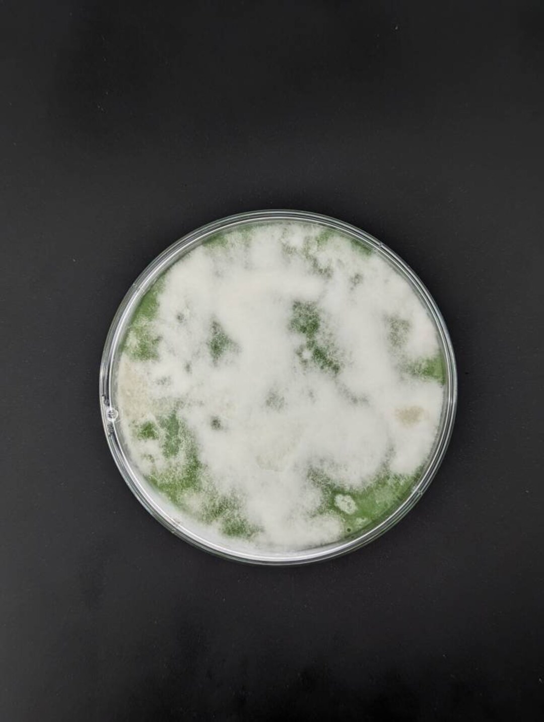 Portobello Mushroom Agar Plate Culture Agaricus Bisporus Etsy