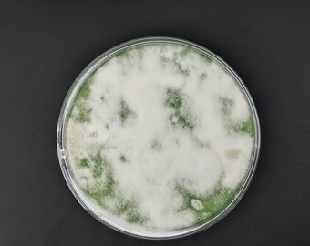 Portobello mushroom agar plate culture, Agaricus bisporus
