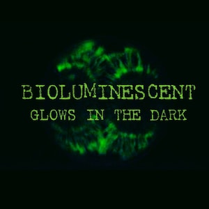 Panellus Luxfilamentus Mushroom Liquid Culture, Bioluminescent mushroom