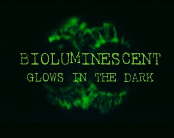 Panellus Luxfilamentus Mushroom Liquid Culture, Bioluminescent mushroom