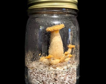 Jack-o'-lantern Bioluminescent Mushroom Liquid Culture, Omphalotus olearius