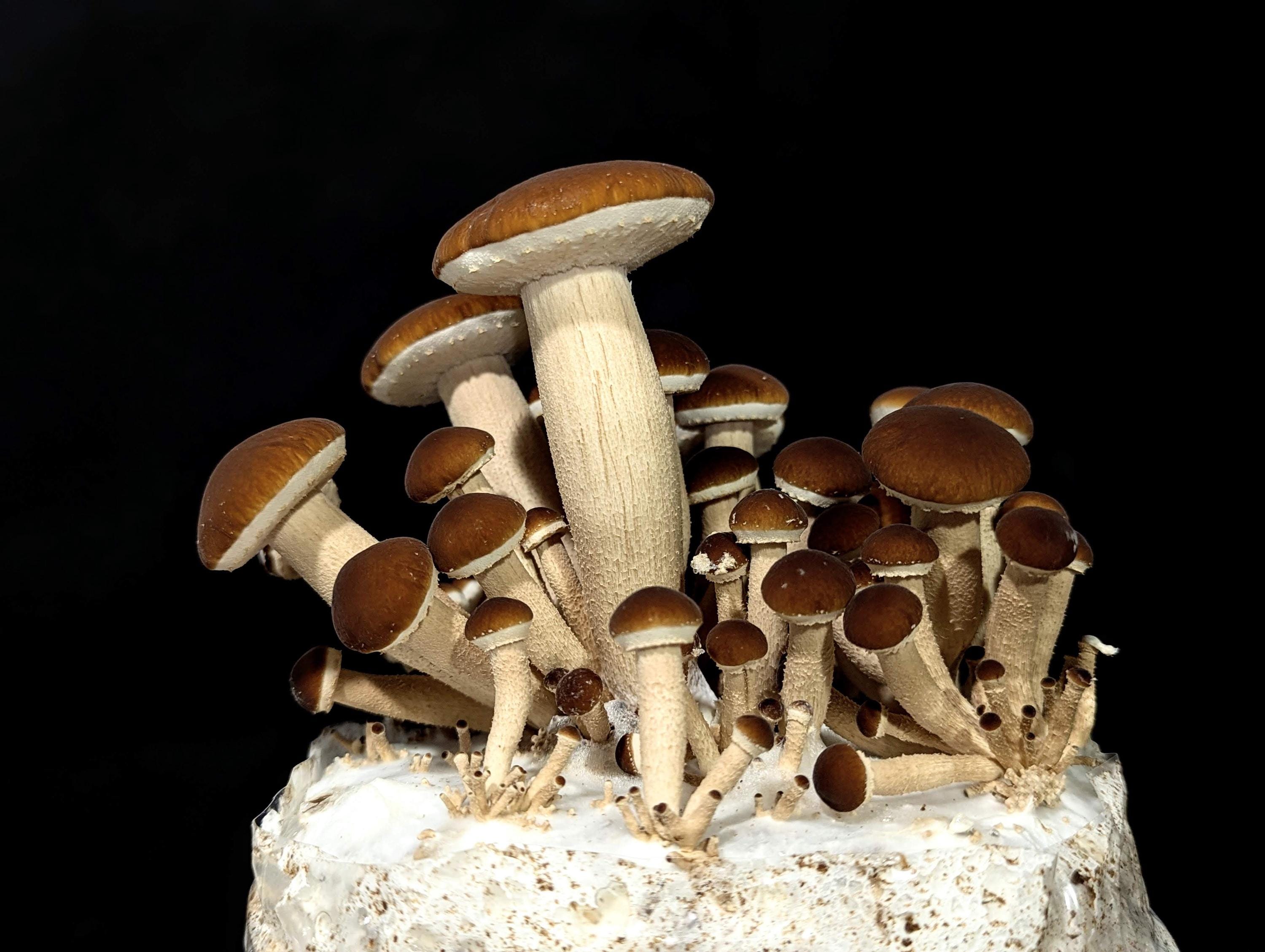 Matsutake Mushrooms - Etsy Canada