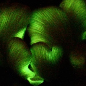May include: Close-up of three glowing green mushrooms with a textured surface.