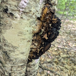 May include: A close-up of a birch tree trunk with a large, dark brown and black fungus growing on it. The fungus is partially covering the white bark of the tree.