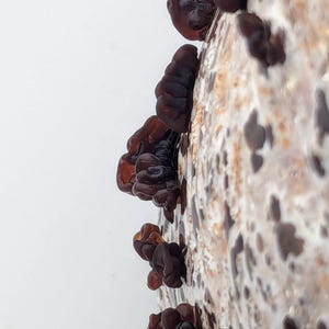 May include: Close-up of dark brown wood ear mushrooms growing on a light-colored substrate. The mushrooms have a gelatinous texture and are clustered together. The background is a plain white.