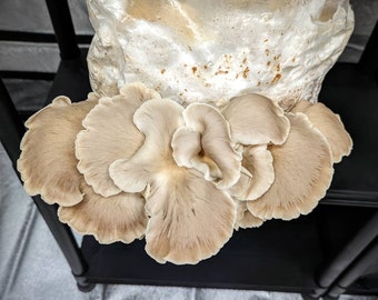 Painted Oyster Mushroom Liquid Culture. Pleurotus pulmonarius