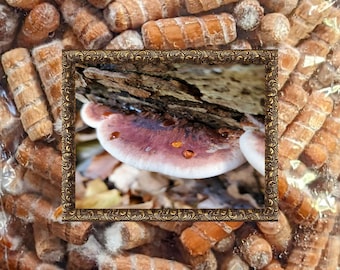 Plug Spawn Resinous Polypore Mushroom 100 Wooden Dowels