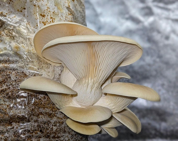 Branched Oyster Mushroom liquid culture Pleurotus cornucopiae