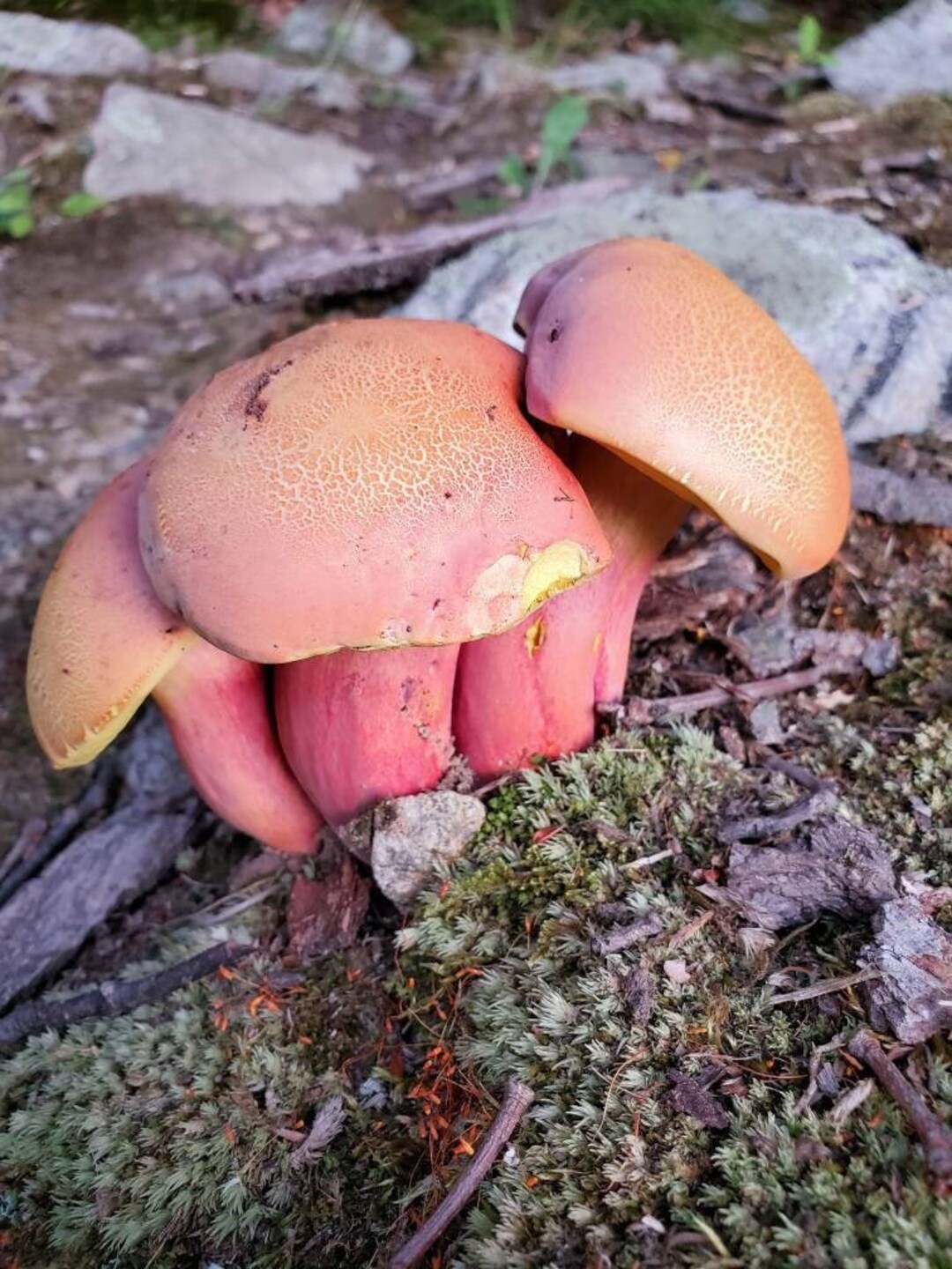 Ruby Porcini Mushroom Liquid Culture, Boletus Rubriceps Etsy