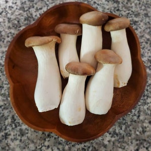 King Oyster Mushroom Liquid Culture, Pleurotus eryngii