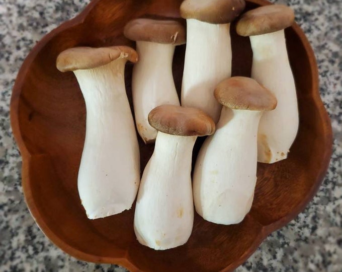 King Oyster Mushroom Liquid Culture, Pleurotus eryngii