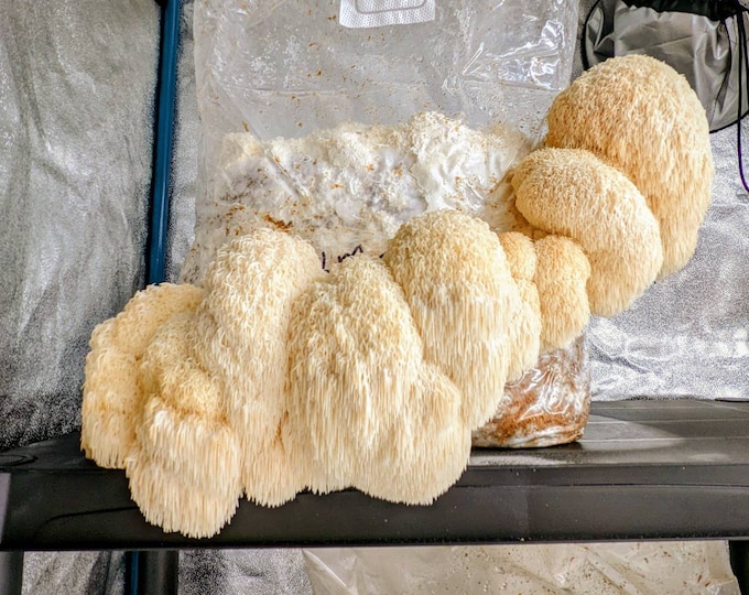 Lions Mane Mushroom Liquid Culture, Hericium erinaceus