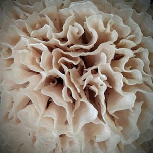 Cauliflower Mushroom Liquid Culture Sparassis crispa