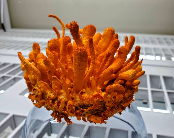 Cordyceps Militaris Buyers In Usa