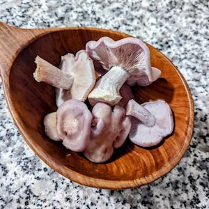 Blewit Mushroom Liquid Culture Lepista nuda