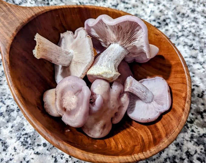 Blewit Mushroom Liquid Culture Lepista nuda