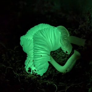 Mycena chlorophos Bioluminescent Mushroom Liquid Culture Green Pepe