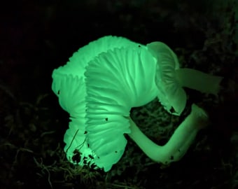 Mycena chlorophos Bioluminescent Mushroom Liquid Culture Green Pepe