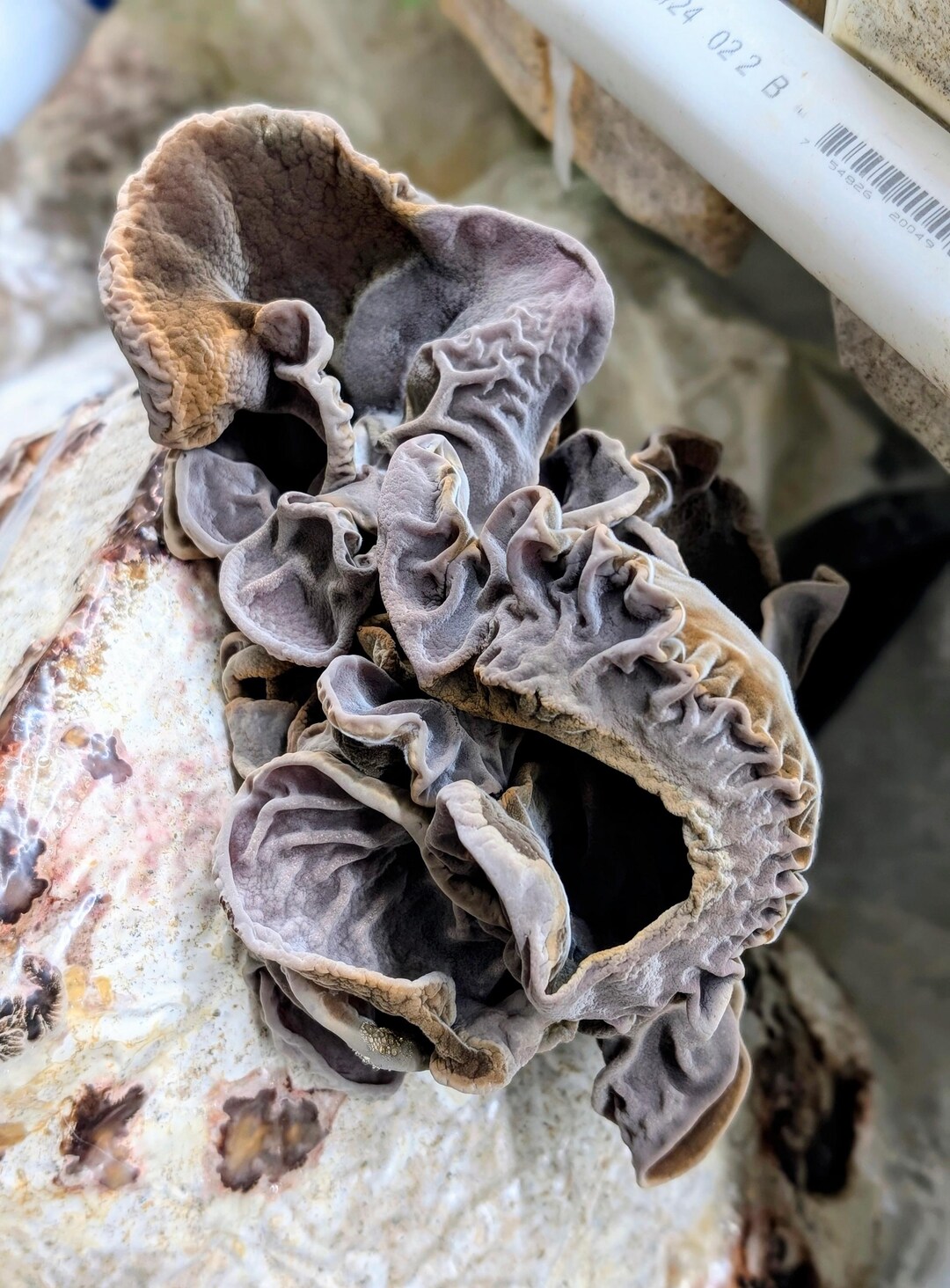 Cloud Ear Mushroom PF100 Liquid Culture, Auricularia Polytricha - Etsy